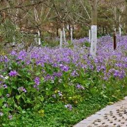 烟雨江湖七星剑法获取攻略：独家揭秘出处与招式属性详解