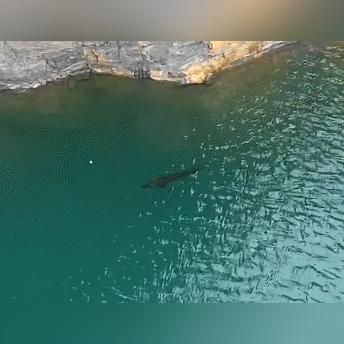 水底游戏盘点：揭秘十大热门水下冒险佳作推荐