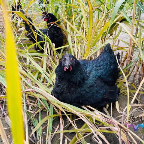 《起源》水源领域快速攻略：揭秘独特领域进入技巧