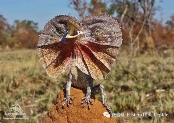 捕捉攻略揭秘！起源数据伞蜥龙宠物属性解析与高效捕捉技巧