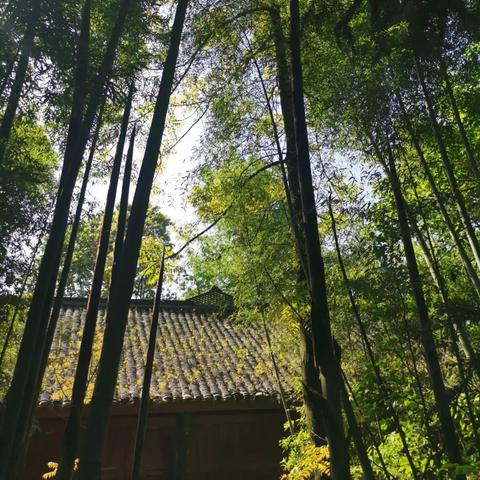 苏轼父子通关秘籍：穿越寻宝记攻略全解析，轻松解锁宝藏新境界