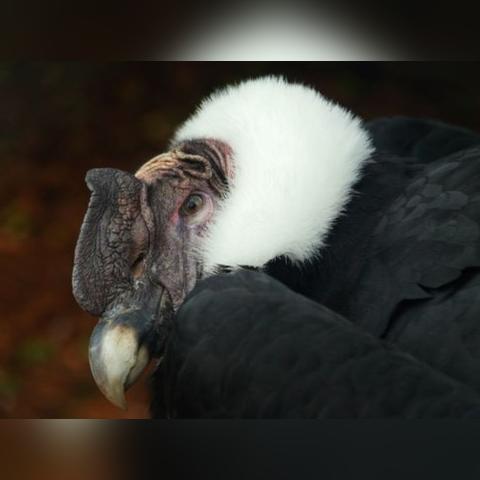 热门鸟游戏盘点：揭秘最受欢迎的飞行冒险佳作