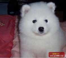 解锁萨摩耶攻略：祈福动物餐厅必看条件解析，快速升级秘籍！