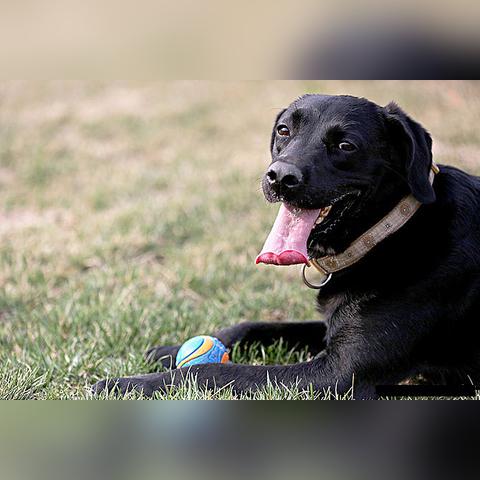 动物餐厅巧克力拉布拉多解锁攻略：揭秘高效获取方法