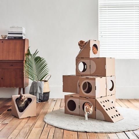 人气爆棚！盘点热门猫游戏，解锁猫咪乐园新体验