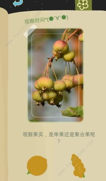 揭秘老农种树太阳花玩法：抽奖概率大揭秘，种植技巧分享