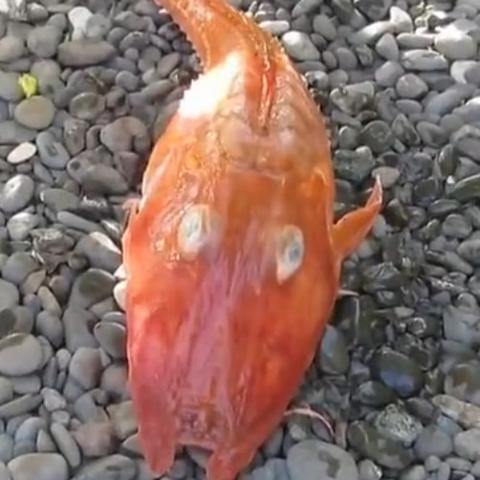 《消零世界归去任务攻略》揭秘：掌握奇异任务触发技巧，轻松升级！