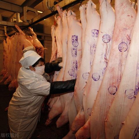 动物餐厅涨价许可解锁秘籍：高效攻略助你轻松升级