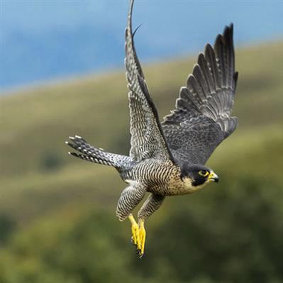 动物餐厅阿比解锁攻略：揭秘必达条件，轻松升级餐厅秘籍