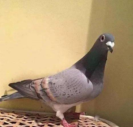 《元素方尖》评测：肉鸽玩家必看！死亡不再是成长的唯一途径