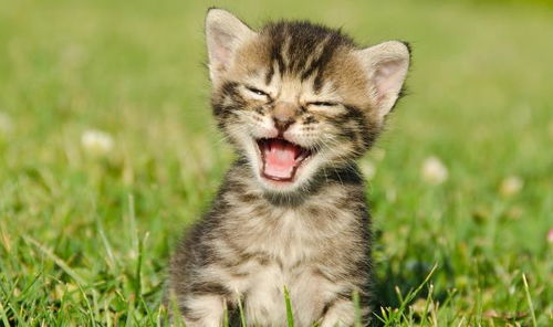 桃源秘境猫咪狂热爱好者必看攻略