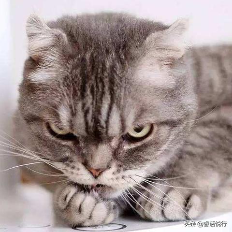 萌宠对战巅峰之作，《神奇小精灵》评测揭秘萌宠养成新潮流