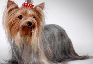 动物餐厅约克夏攻略：独家必胜秘籍，轻松招揽顾客