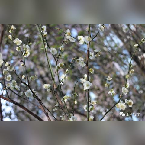 别惹农夫大乔皮肤解锁攻略：独家获取技巧揭秘