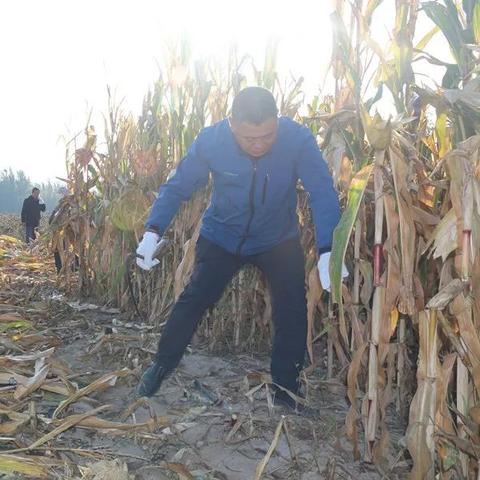 解忧村饲料分配攻略：高效策略助你丰收秘诀