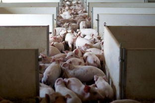 养猪攻略：揭秘小村落高效养猪收益秘籍