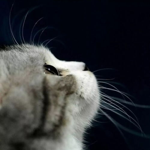 猫咪公寓2天赋攻略：解锁撸猫技巧，提升撸猫幸福感