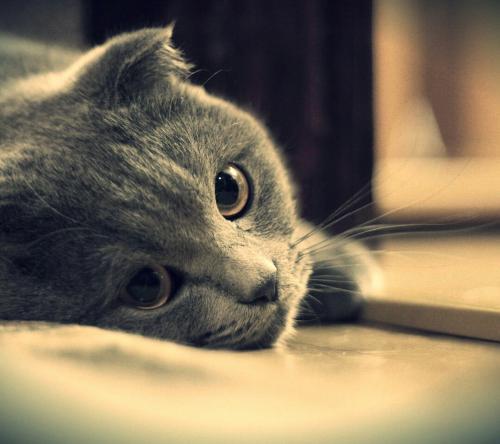 猫咪公寓2亲家挑选攻略：高效配对新技巧揭秘