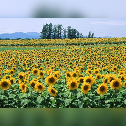 农夫葵花宝宝隐藏皮肤解锁攻略，轻松获取新玩法！