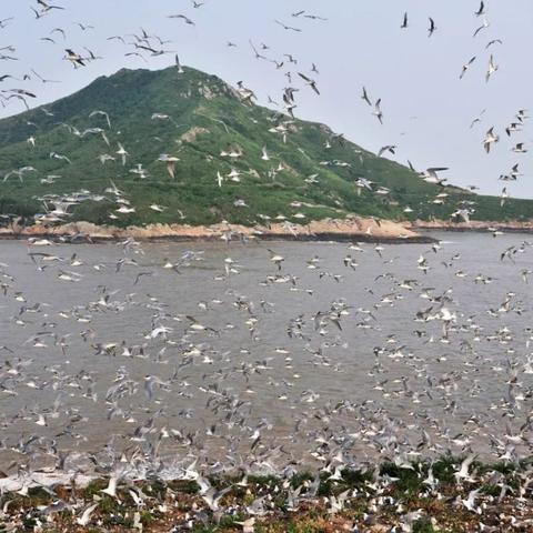 狩猎时刻宠物蛋获取攻略：高效获取新技巧解析