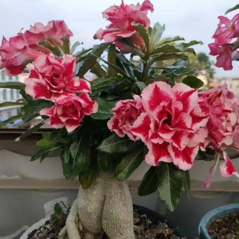 手游《黑色沙漠》玫瑰获取攻略：高效道具收集技巧解析