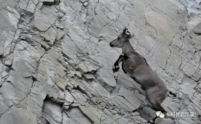 岩羊副本通关秘籍：高效策略助你轻松征服