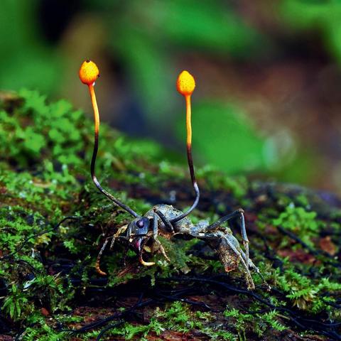 花亦山心月奇案解密，月景之谜答案全解析