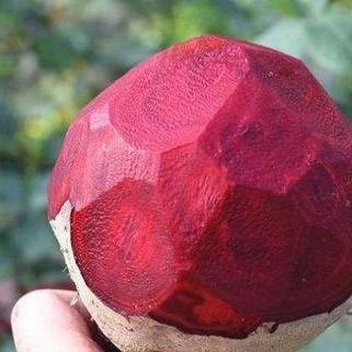 深度解析：悠久之树暗队阵容攻略，解锁全新战斗策略