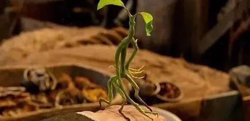 哈利波特觉醒护树罗锅有何神奇功效？揭秘魔法守护新奥秘