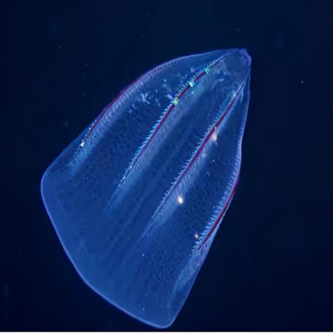 光遇水母头先祖兑换攻略，解锁神秘新图鉴！