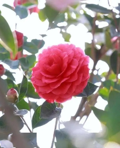 伊甸园茶花实力解析：深度揭秘全新价值解析