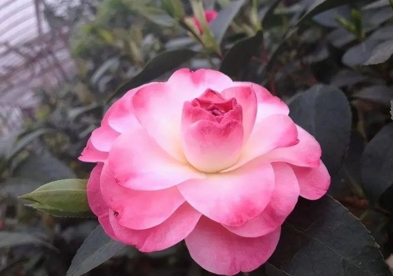 伊甸园茶花潜力解析：深度剖析其培养价值与角色强度