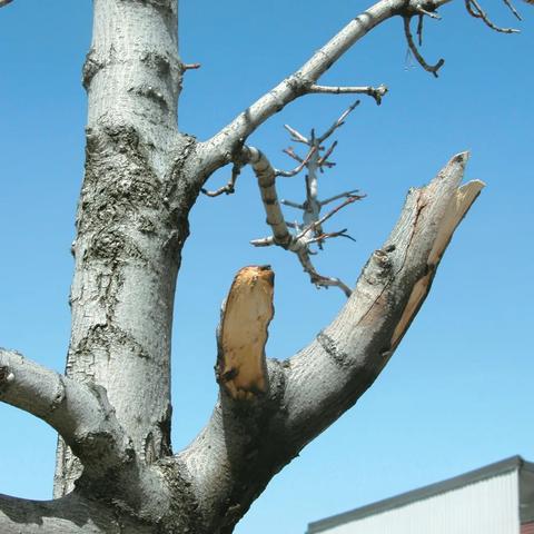 伊甸园骄傲水母深度解析：培养价值与角色强度全揭秘