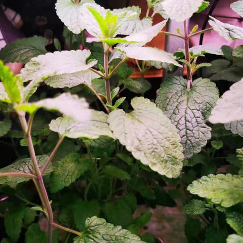 七彩莓冰激凌手游赚钱攻略：揭秘高收益盈利秘籍