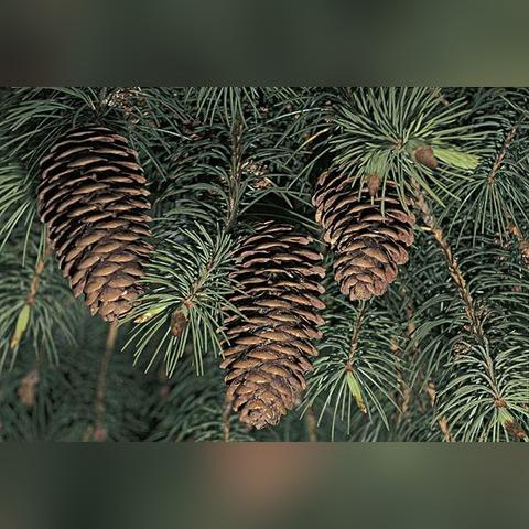 光遇刺猬头获取攻略：揭秘高效收集新技巧