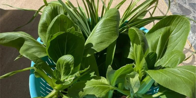 四季物语芜菁种植秘籍：打造巨型芜菁攻略全解析