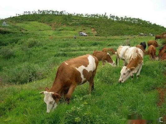 四季物语牛病应对秘籍：高效放牧技巧全解析