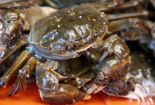 叠叠蟹徽章冷却时长揭秘，全新时效价值解析