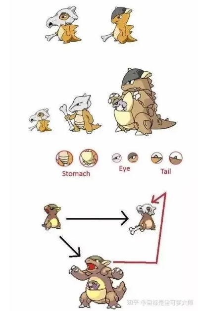 宝可梦进化解析：探险袋兽成长路径深度揭秘