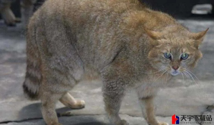 誓灵技能深度解析：山猫秘籍攻略全解析