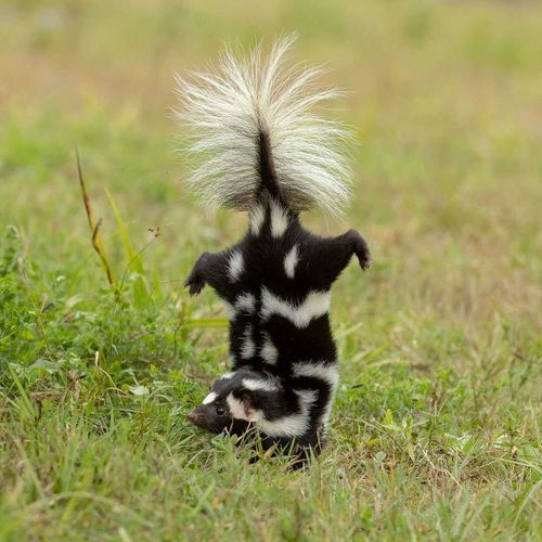 掌握臭鼬弹精髓，解锁小动物之星武器新境界