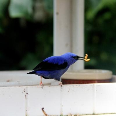 还在刷普通翅膀？2025年彩虹翅膀稀缺获取法+PVP碾压技巧