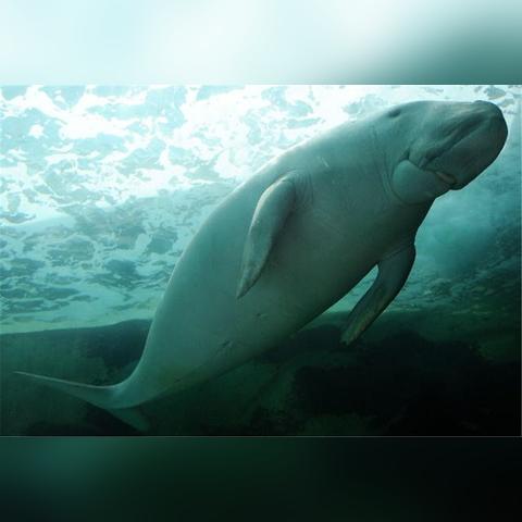 大航海家5，隐藏贸易路线+商会争霸秘籍，2026年新手如何7天称霸北海？