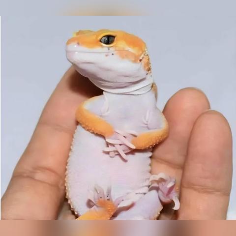 小众萌宠天花板，3类可家养壁虎+新手零踩坑饲养全攻略