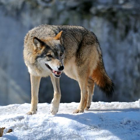 狼刃全类型拆解+流派适配指南，新手怎么选？硬核党如何拉满输出？