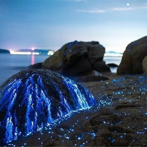 游戏里的荧光水母怎么用？全类型拆解+抓养解三大场景实战攻略