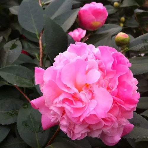 问道多多党必藏，2026年官方默许的多开养号攻略，零氪月入4000+实战案