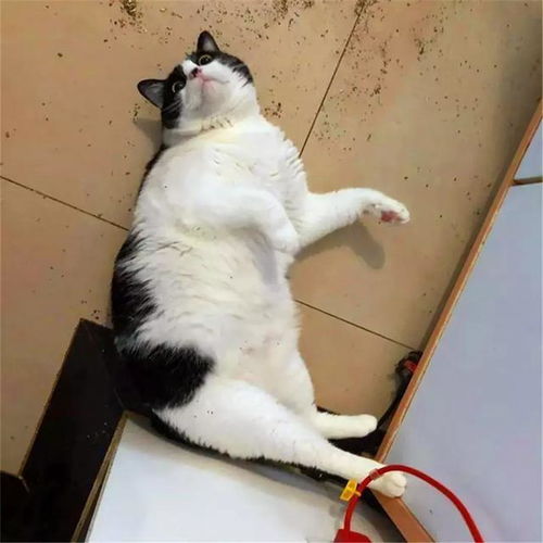 吃菌中毒看见猫咪结婚？从致幻案例拆解毒菌识别、急救全攻略