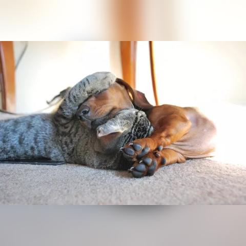 阿猫阿狗大作战2零氪如何3天上王者？强势流派搭配+隐藏机制全解析