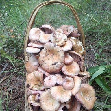 实战亲测，游戏红蘑菇3大核心类型解析+获取/进阶玩法全攻略